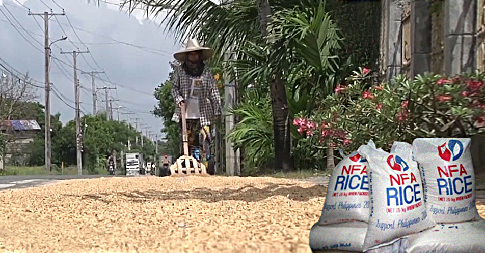 NFA, hirap makabili ng palay sa mga magsasaka