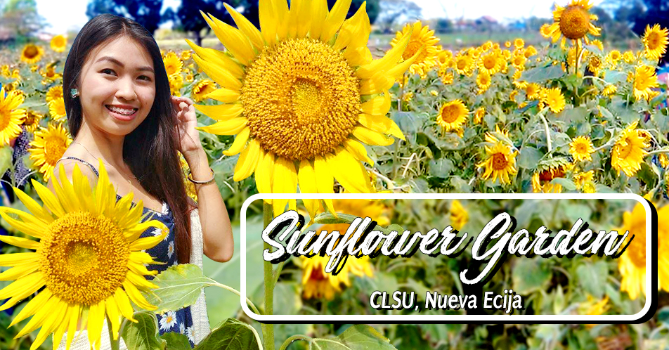 Sunflower Garden sa CLSU, patok sa social media