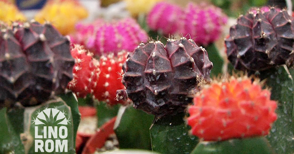 Cactus at Succulent plants mabisang pampatanggal ng stress