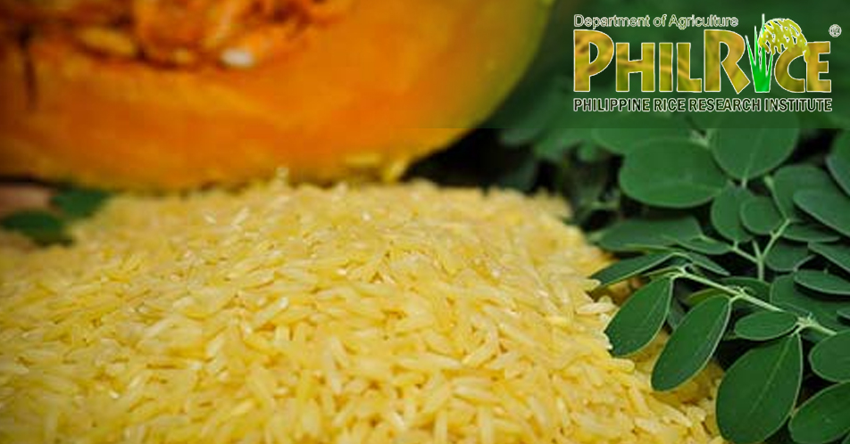 PHILRICE-NE, tiniyak na ligtas kainin ang isinusulong na golden rice sa bansa