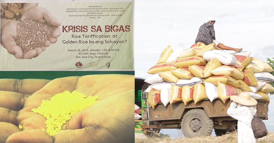 Rice Tariffication at Golden Rice, hindi solusyon sa krisis sa bigas! -MASIPAG-Luzon, AMGL at Anak Pawis