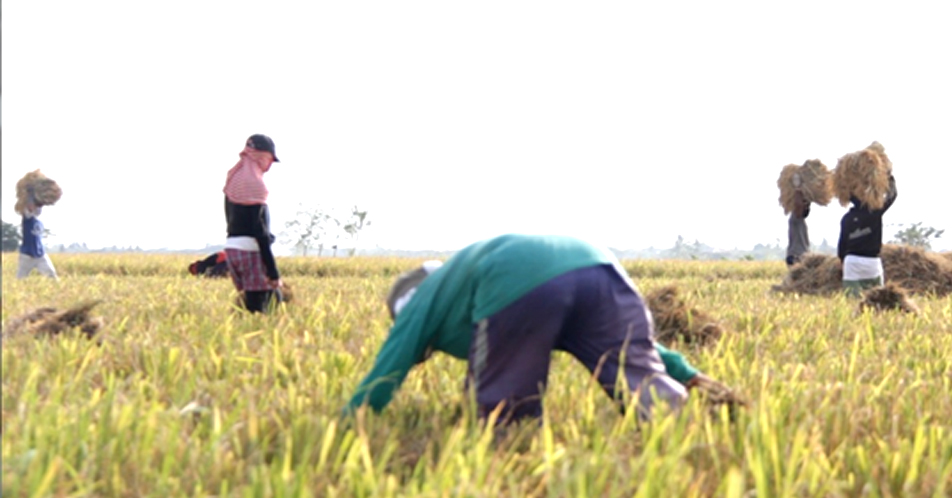 Mga magsasaka sa Nueva Ecija, umaangal sa mababang presyo ng palay