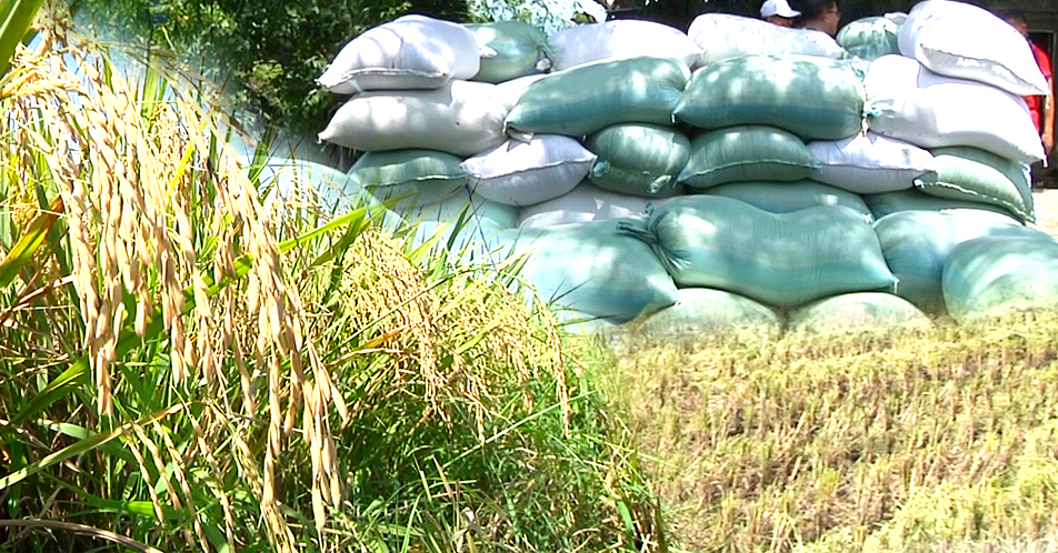 Nueva Ecija Food Council, nagsagawa ng dry run sa Lungsod ng San Jose